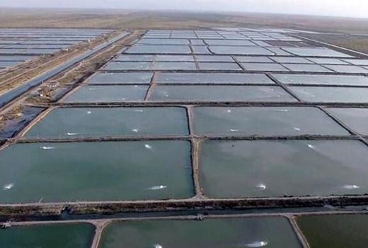 ایجاد بستر سرمایه‌گذاری کلان در پرورش میگو با بازنگری قوانین / گسترش سایت های پرورش میگو راهکاری برای ارزآوری است