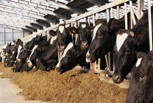 خوراک دام رایگان در مناطق دچار تنش آبی خوزستان توزیع می‌شود