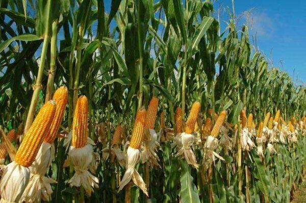 آغاز برداشت ذرت علوفه‌ای از سطح 9277 هکتار از مزارع آذربایجان غربی
