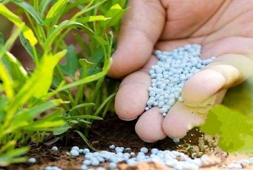 توزیع 650تن کود شیمیایی در نی‌ریز