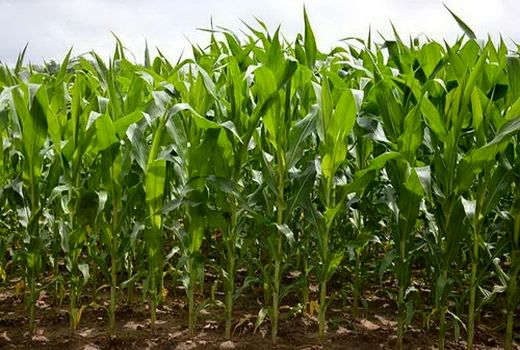 کشت ذرت علوفه‌‌ای در ۴۳۰۰ هکتار از اراضی کشاورزی البرز