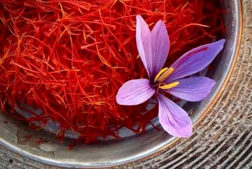 کشت زعفران در ابرکوه افزایش می‌یابد