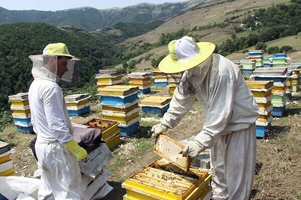 پیش بینی تولید ۲۲ هزار تن عسل  از زنبورستانهای آذربایجان غربی