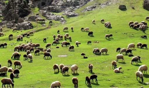  تولید سالانه ۱۰ میلیون تن علوفه و تأمین معیشت ۵ میلیون بهره‌بردار/مراتع، ستون فقرات امنیت غذایی