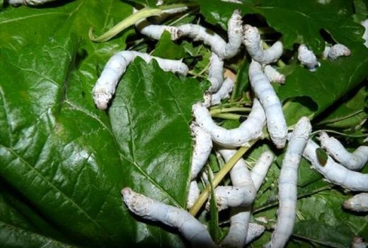 توزیع 49 هزار جعبه تخم نوغان برای پرورش بهاره پیله ابریشم