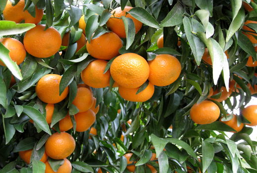 آغاز برداشت مرکبات از باغات کازرون