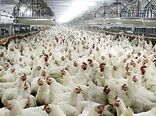 تسهیل برای استعدادیابی اراضی برای احداث مگا پروژه های مرغ گوشتی 