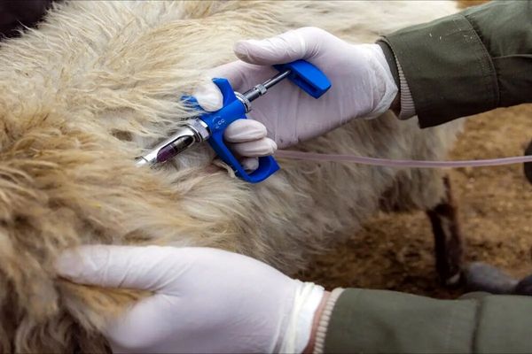 ضرورت هوشیاری دامداران در برابر بیماری تب برفکی