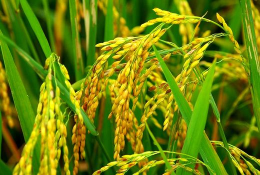 تولید  2.1 میلیون تنی برنج در سال جاری