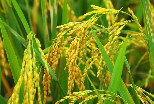 تولید  2.1 میلیون تنی برنج در سال جاری