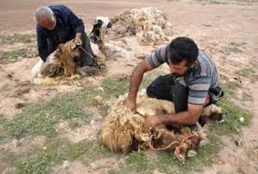 سالانه دو هزارو ۱۶۰ تُن پشم در خراسان شمالی تولید می‌شود