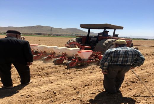 رشد 50 درصدی کشت چغندرقند در حوزه چالشتر