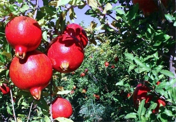 برداشت ۱۴۵۰ تُن انار از باغات آذربایجان غربی