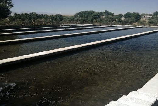 پرورش 220 تن ماهی قزل آلا در آباده