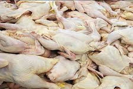 پیش بینی تولید 12500 تن گوشت مرغ در شهرستان نمین