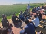 برگزاری طرح انتقال یافته‌های تحقیقاتی با محوریت آبیاری در مزارع رامشیر