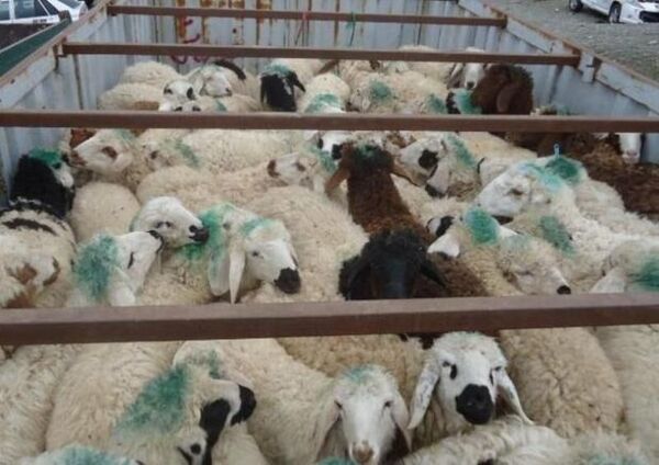 افزایش 20 درصدی صدور مجوز خروج دام از خراسان شمالی