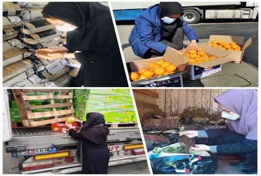  اعمال مقررات قرنطینه نباتی بر روی بیش از ۱۱۴ هزار تن انواع محصولات کشاورزی در جلفا