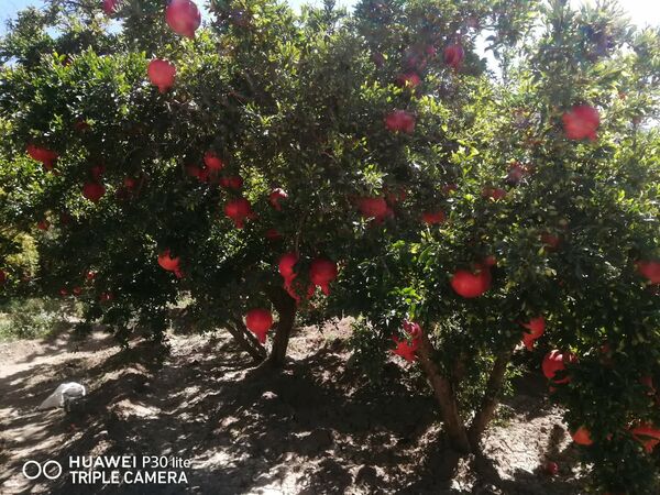 انار کازرون به بازار آمد