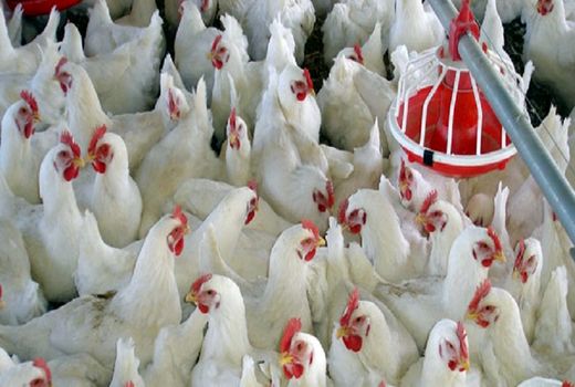 پرورش ۲۹ هزار قطعه مرغ ایرانی مادر برای نخستین بار در خراسان شمالی