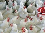 پرورش ۲۹ هزار قطعه مرغ ایرانی مادر برای نخستین بار در خراسان شمالی