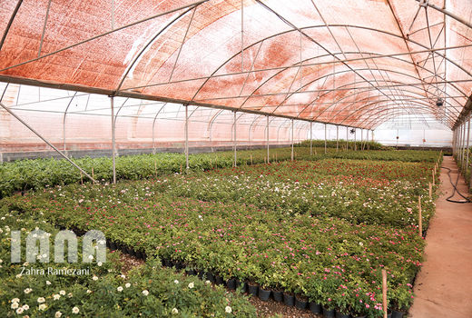  افزایش 3 هزار هکتاری گلخانه‌های سازگار با اقلیم در سال جاری