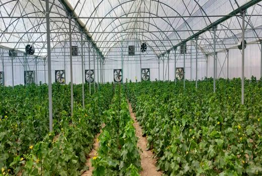 ضرورت کشت گلخانه‌ای با توجه به شوری آب و خاک خراسان جنوبی