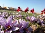 تولید ۹ تن زعفران در استان اصفهان