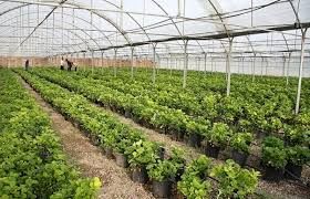 افزایش کشت‌های گلخانه‌ای در خراسان شمالی در دولت تدبیر و امید
