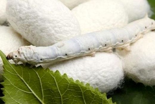 پیش بینی افزایش 20 درصدی پیله تَر در خراسان شمالی 