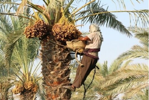 پیش بینی تولید بیش از 17 هزار تن خرما در داراب 