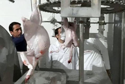 بهره‌برداری از خط اختصاصی کشتار بوقلمون در آذربایجان‌شرقی