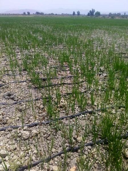 خشکه کاری برنج در قیروکارزین حمایت می شود