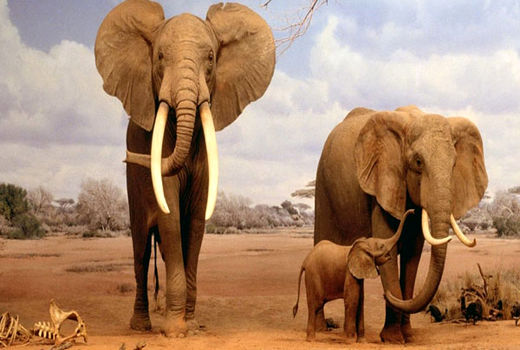 فیل‌های هندی دو میلیون سال پیش در ایران بودند