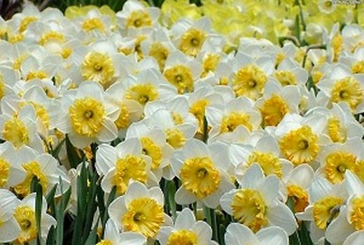 پیش بینی برداشت 20 میلیون شاخه گل نرگس از مزارع خراسان جنوبی