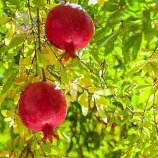تولید بیش از ۴۲۰ هزار تُن انار در فارس 