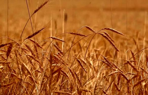 حرکت برای دروی طلای با برکت