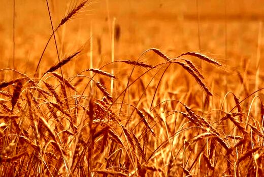 حرکت برای دروی طلای با برکت