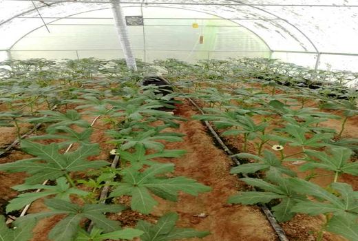 احداث گلخانه‌های کوچک مقیاس در فسا