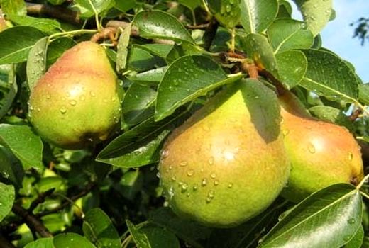 تولید گلابی در استان سمنان به 3937 تن رسید