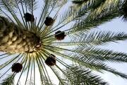 طرح جامع نخیلات مسکوت ماند/ دلال‌ها، عامل گرانی خرما