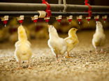 دفاتر واسطه‌ای، ارتباط مرغداران گوشتی با تولیدکنندگان جوجه را قطع کرده‌اند/ صدور مجوز کشتار، از طرف سازمان دامپزشکی بدون توجه به سهمیه واحدها