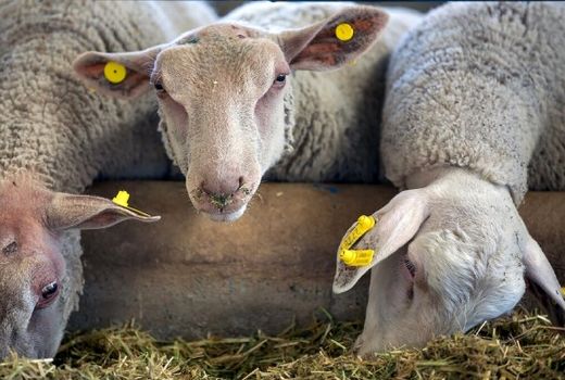 ۸۸۹ دام مولد طی ۳۱ روز ذبح شدند