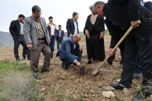 شتاب‌گیری تولید سماق در آذربایجان‌شرقی با توزیع ۲۵ هزار نهال برتر کشت‌بافتی
