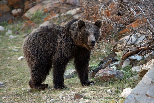 نجات و رهاسازی یک قلاده خرس قهوه‌ای در بلده