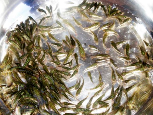 موافقت محیط زیست با پرورش تیلاپیا در 10 مزرعه بافق یزد/ تخفیف 20 درصدی آبزیان در فروشگاه‌های زنجیره‌ای به مناسبت بازگشایی مدارس