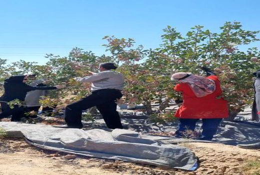 کیل‌گیری از باغ پسته نمونه در نی‌ریز