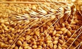 کسب مقام اول تامین بذور گندم اصلاح شده در کشور
