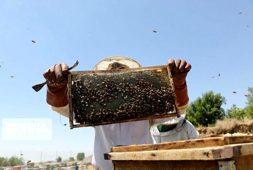 برگزاری آیین شکرگزاری تولیدکنندگان عسل در بزرگ‌ترین کانون روستایی پرورش زنبورعسل کشور 