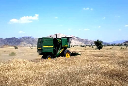 آغاز برداشت گندم از مزارع شهرستان رودان